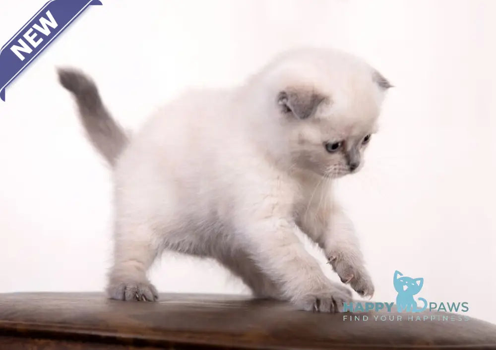 Emma Scottish Fold female blue pointed live animals