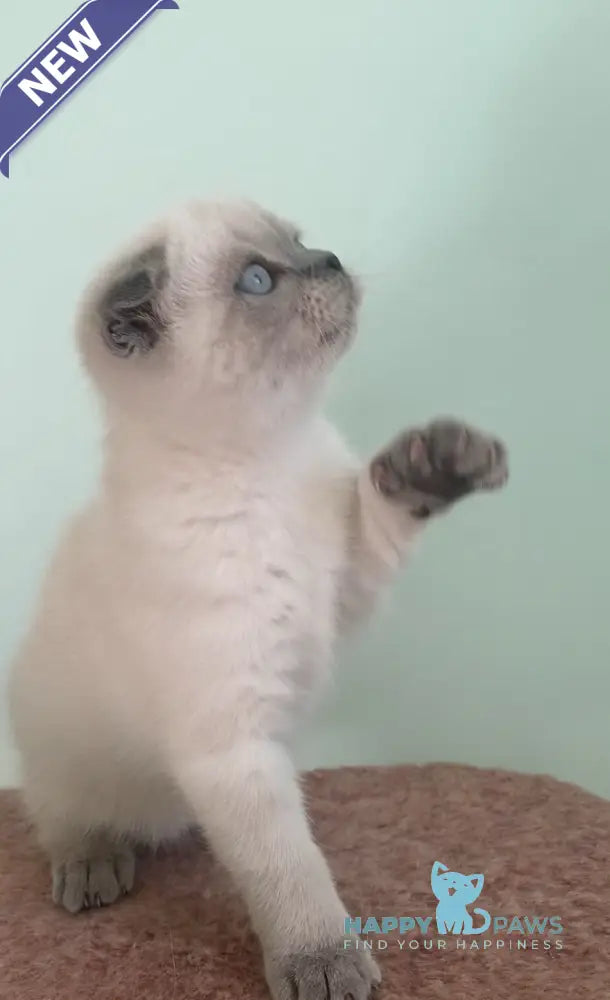 Emma Scottish Fold female blue pointed live animals