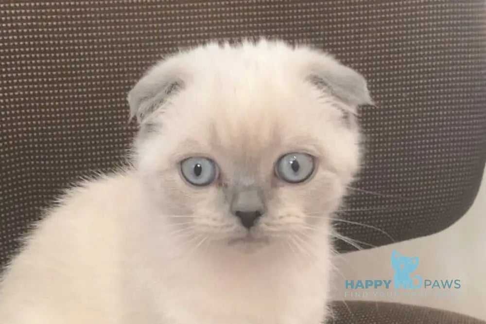 Emma Scottish Fold female blue pointed live animals