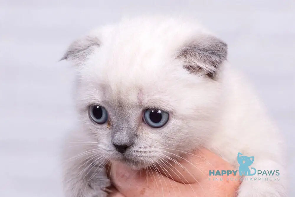 Emma Scottish Fold female blue pointed live animals