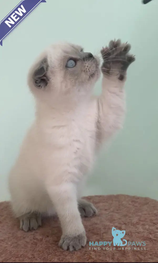 Emma Scottish Fold female blue pointed live animals
