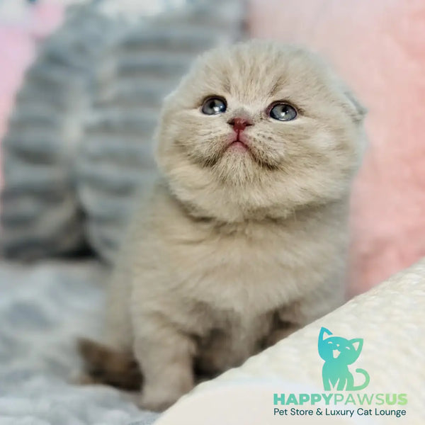 Emma Scottish Fold female lilac - live animals