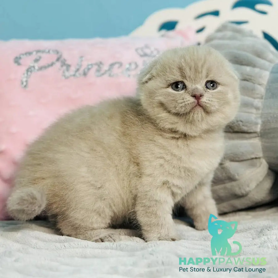 Emma Scottish Fold female lilac - live animals