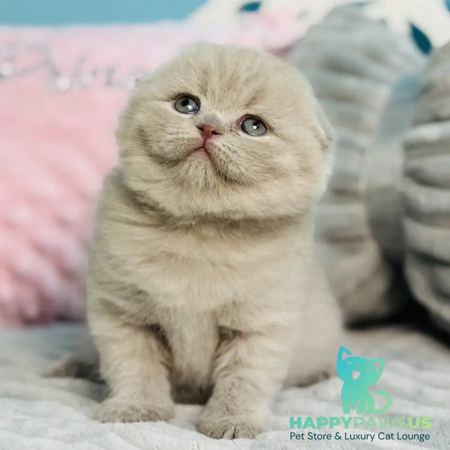 Emma Scottish Fold female lilac - live animals