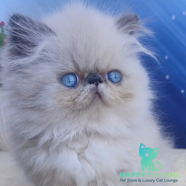 Emmi Persian female seal pointed - live animals