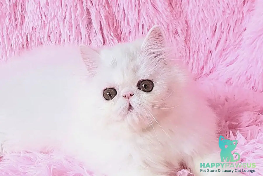 Emmy Persian female white - live animals