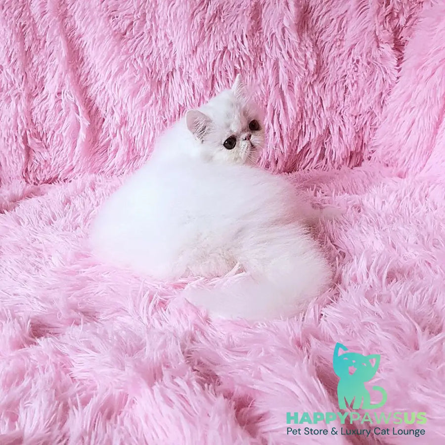 Emmy Persian female white - live animals