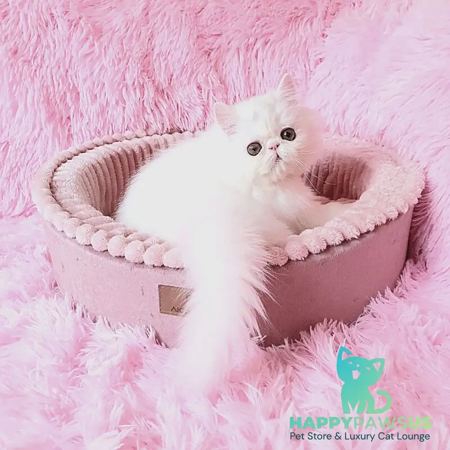Emmy Persian female white - live animals