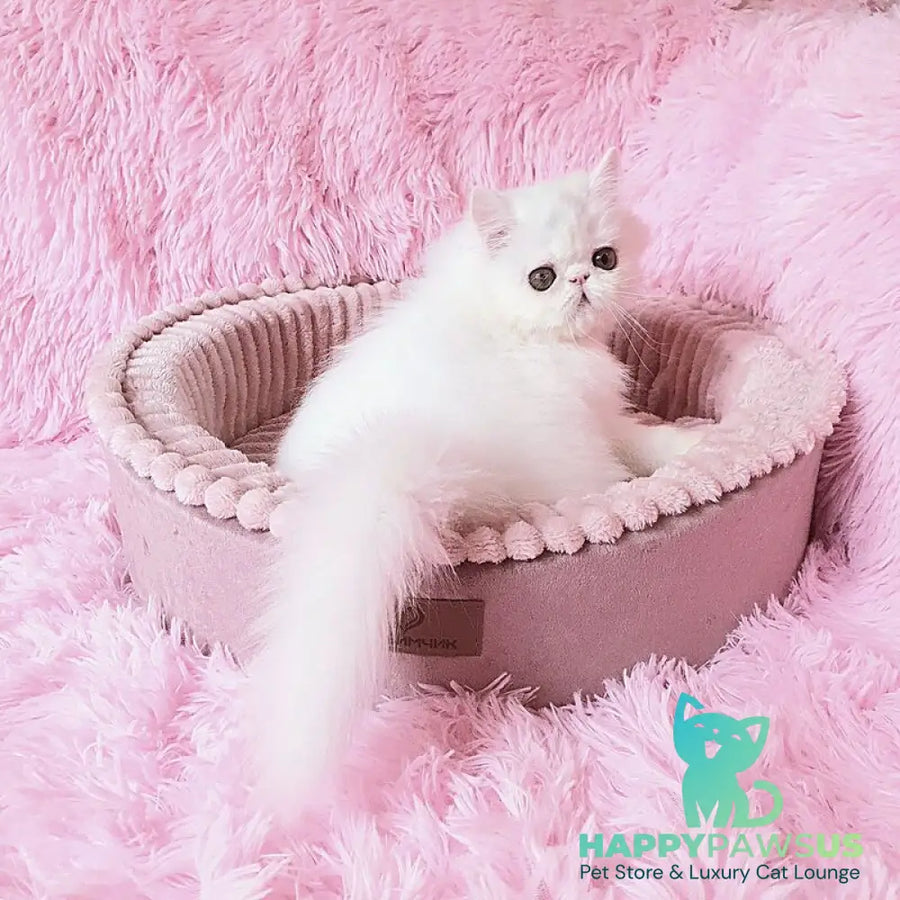 Emmy Persian female white - live animals
