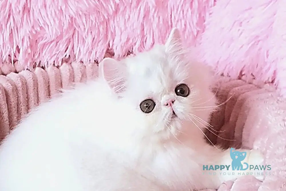 Emmy Persian female white - live animals
