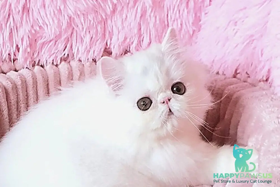 Emmy Persian female white - live animals