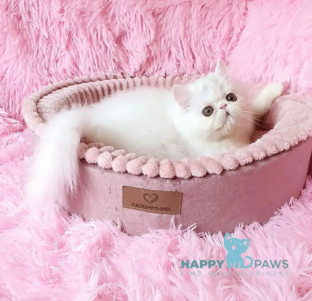 Emmy Persian female white - live animals
