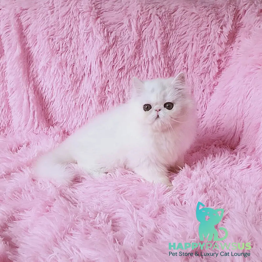 Emmy Persian female white - live animals