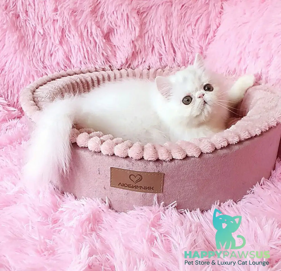 Emmy Persian female white - live animals