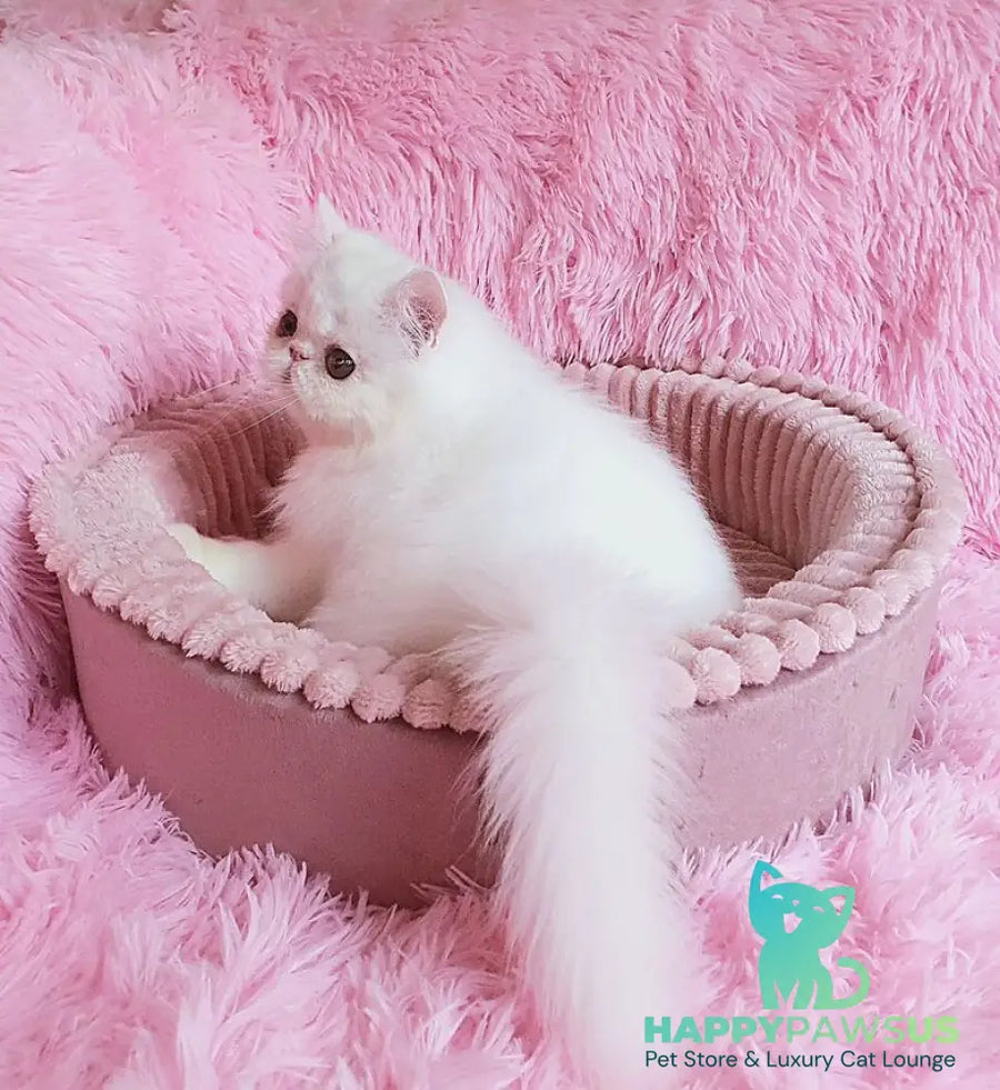 Emmy Persian female white - live animals