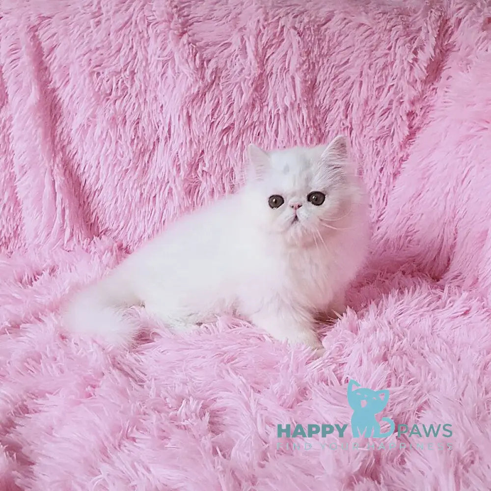 Emmy Persian female white - live animals