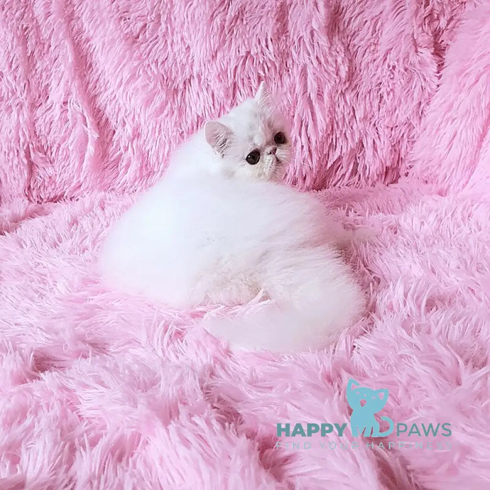Emmy Persian female white - live animals