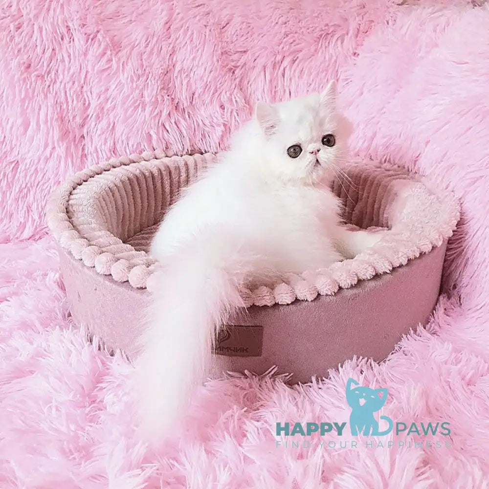 Emmy Persian female white - live animals