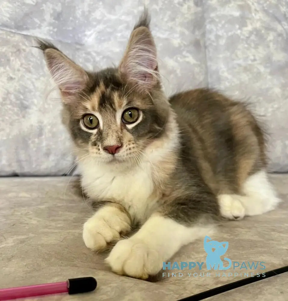 Ena Maine Coon female blue tortie silver tabby with white live animals