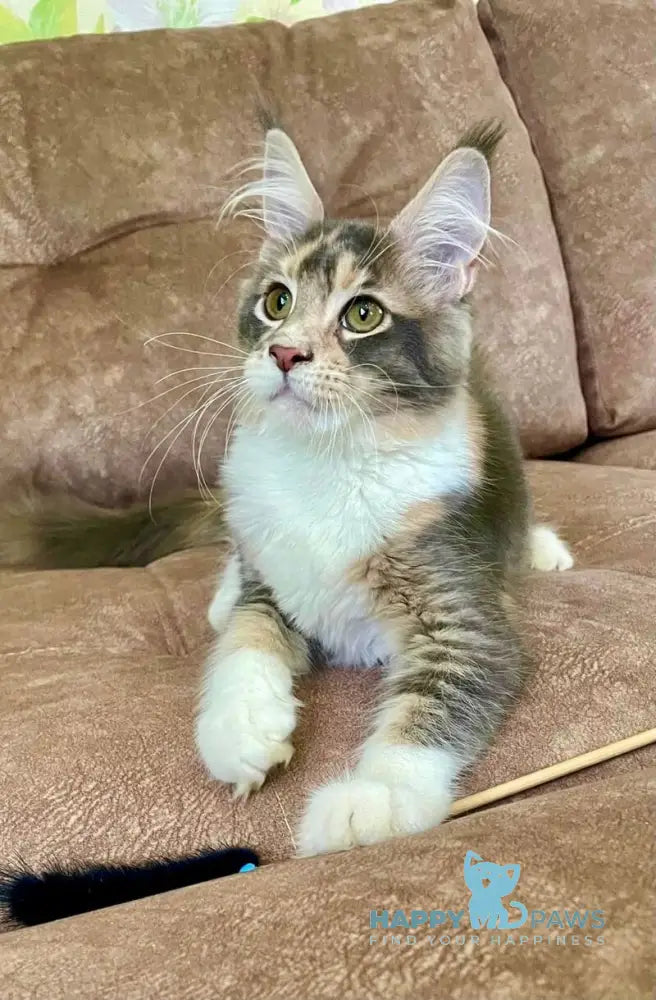 Ena Maine Coon female blue tortie silver tabby with white live animals