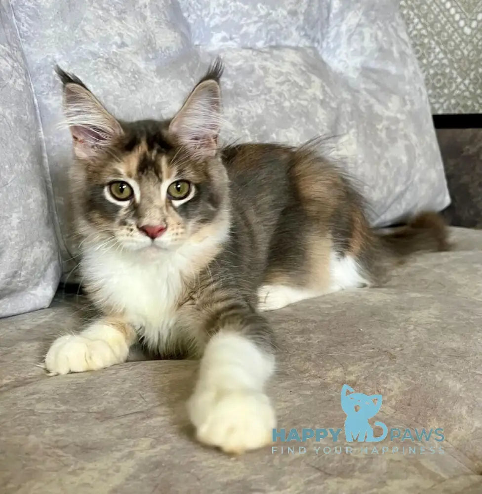 Ena Maine Coon female blue tortie silver tabby with white live animals