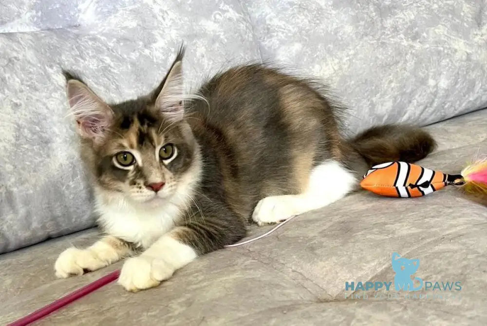 Ena Maine Coon female blue tortie silver tabby with white live animals