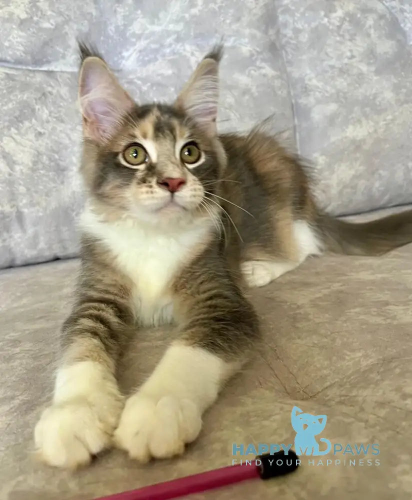 Ena Maine Coon female blue tortie silver tabby with white live animals