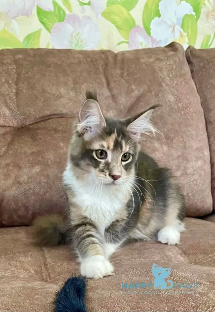 Ena Maine Coon female blue tortie silver tabby with white live animals