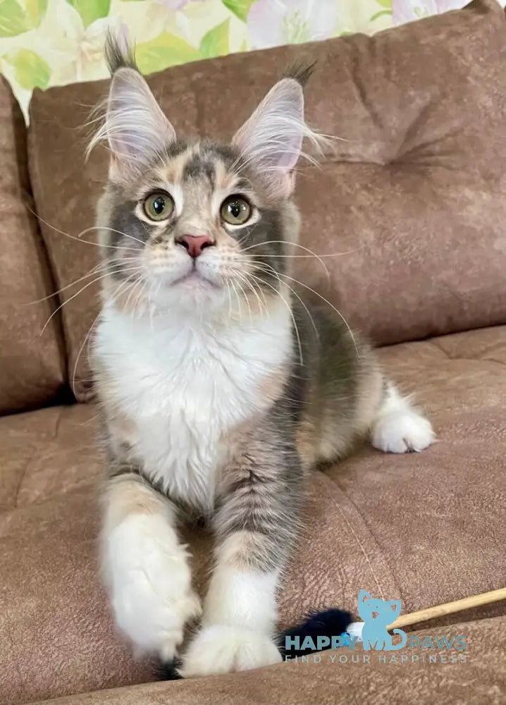 Ena Maine Coon female blue tortie silver tabby with white live animals