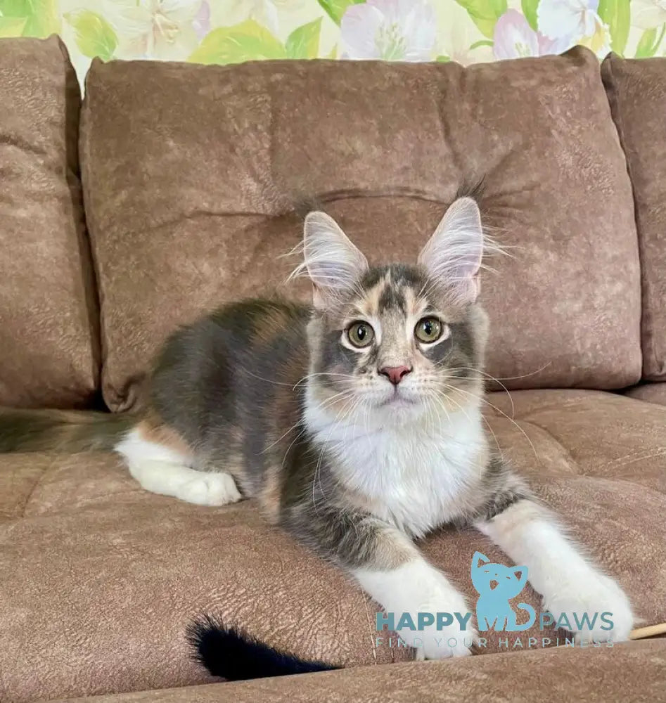 Ena Maine Coon female blue tortie silver tabby with white live animals
