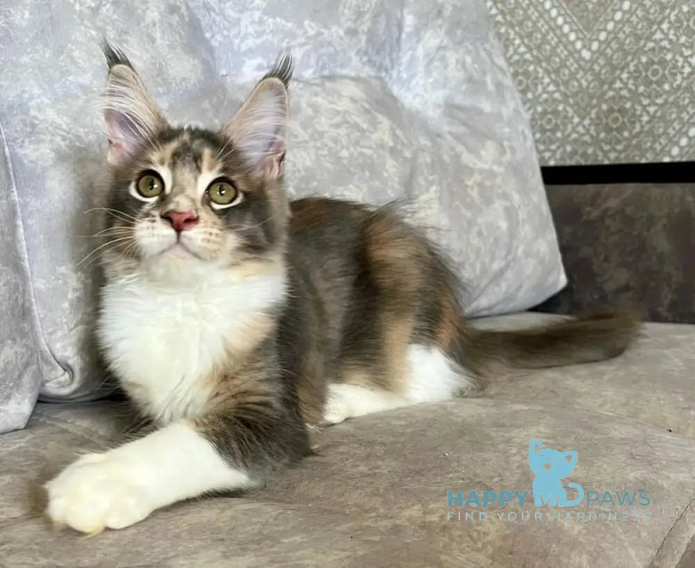 Ena Maine Coon female blue tortie silver tabby with white live animals
