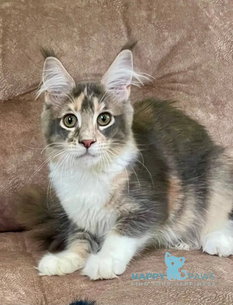 Ena Maine Coon female blue tortie silver tabby with white live animals