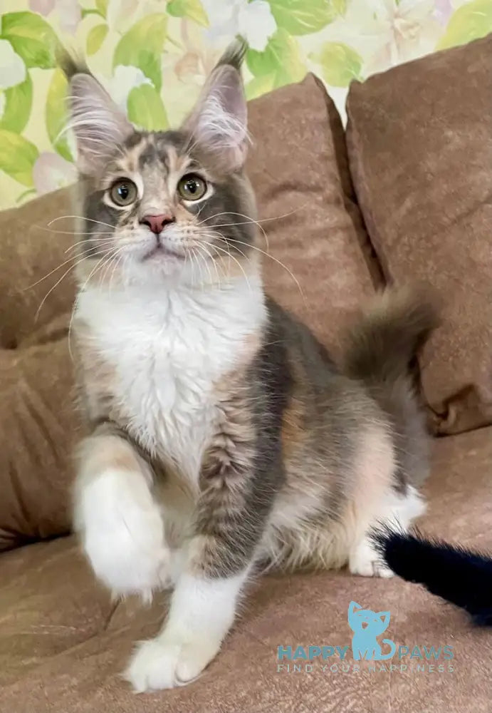 Ena Maine Coon female blue tortie silver tabby with white live animals