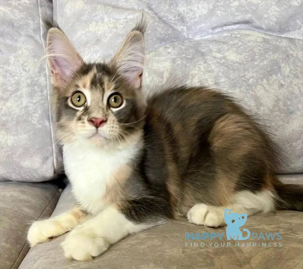 Ena Maine Coon female blue tortie silver tabby with white live animals