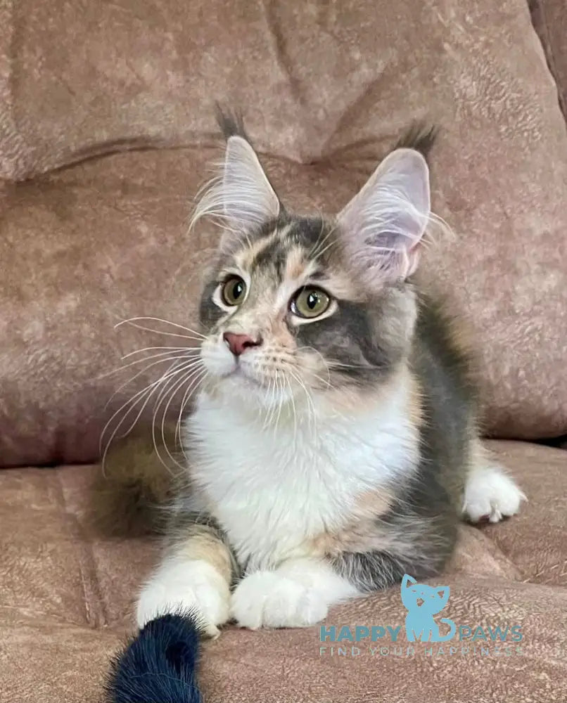 Ena Maine Coon female blue tortie silver tabby with white live animals