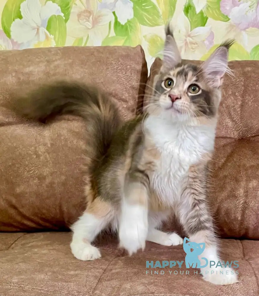 Ena Maine Coon female blue tortie silver tabby with white live animals