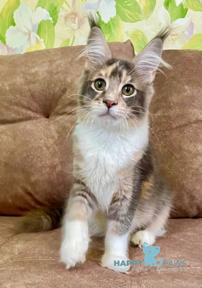 Ena Maine Coon female blue tortie silver tabby with white live animals