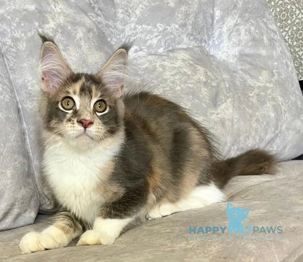 Ena Maine Coon female blue tortie silver tabby with white live animals