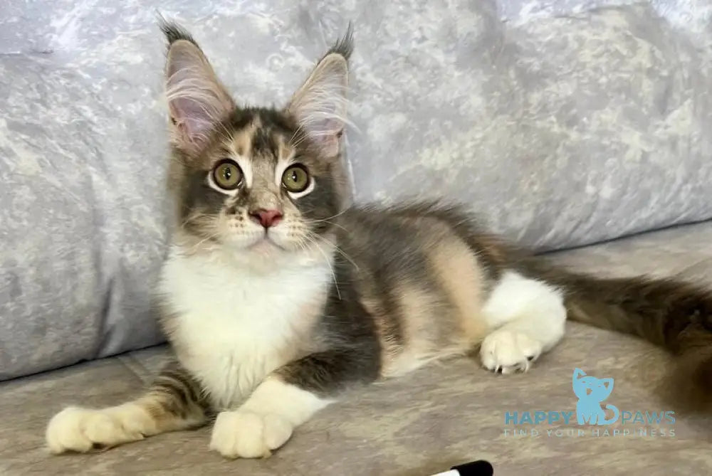 Ena Maine Coon female blue tortie silver tabby with white live animals
