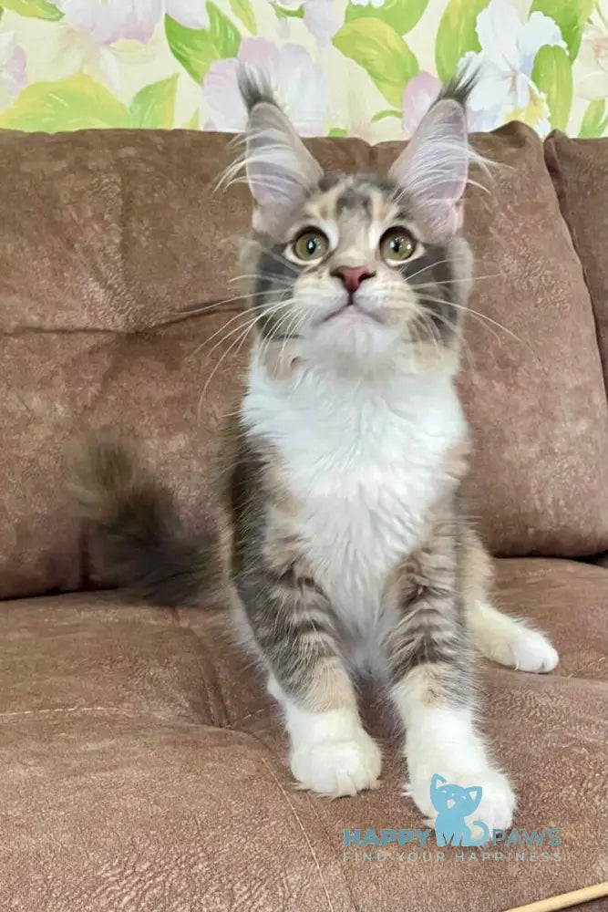 Ena Maine Coon female blue tortie silver tabby with white live animals