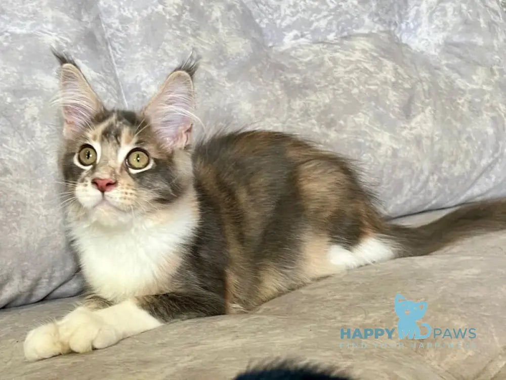 Ena Maine Coon female blue tortie silver tabby with white live animals