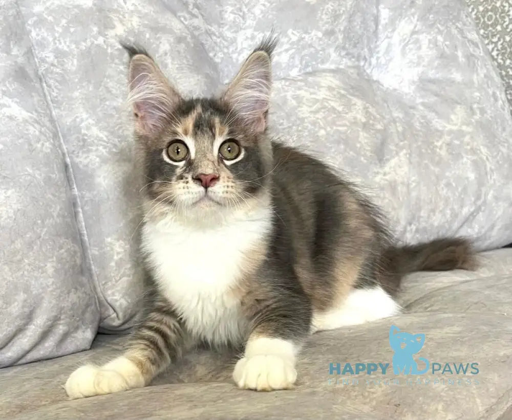 Ena Maine Coon female blue tortie silver tabby with white live animals