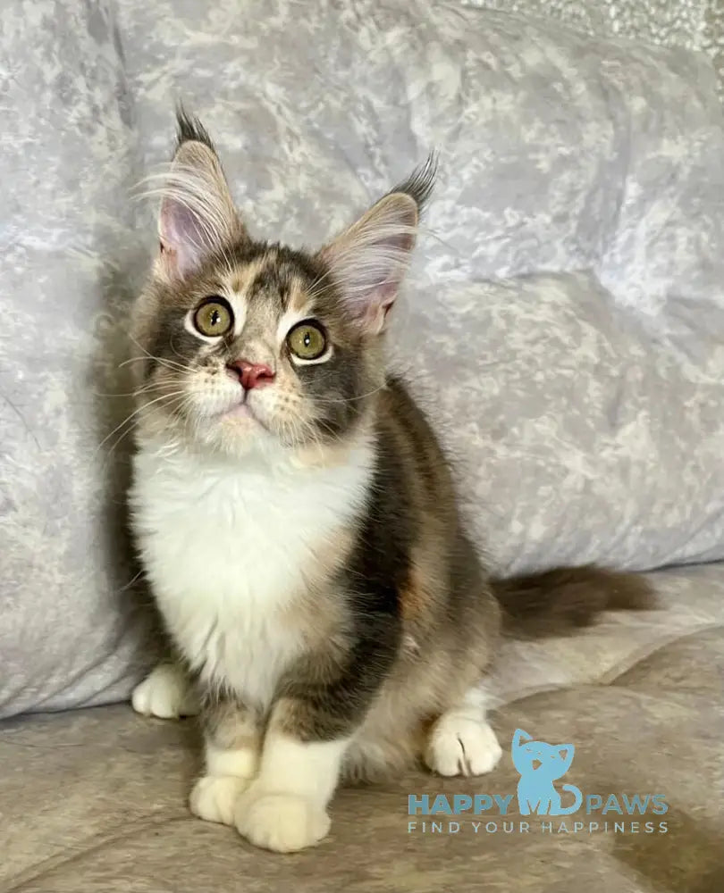 Ena Maine Coon female blue tortie silver tabby with white live animals