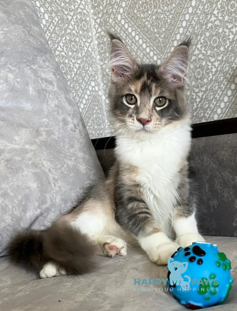 Ena Maine Coon female blue tortie silver tabby with white live animals