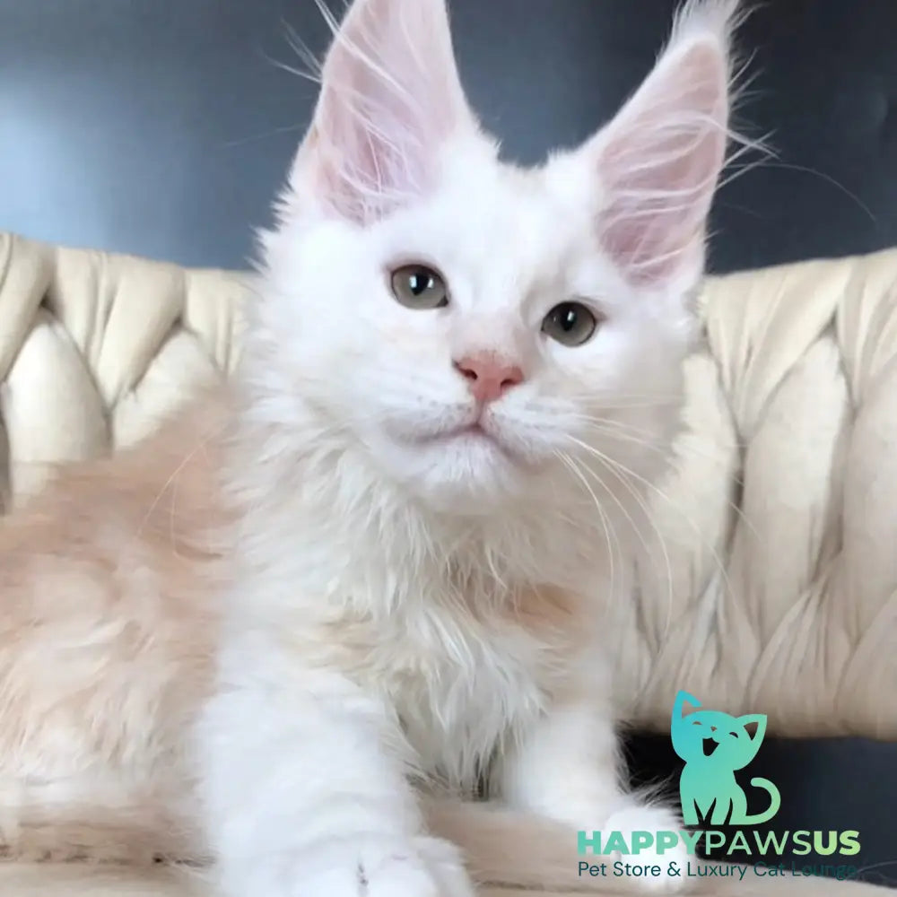 Endi Maine Coon male red silver - live animals