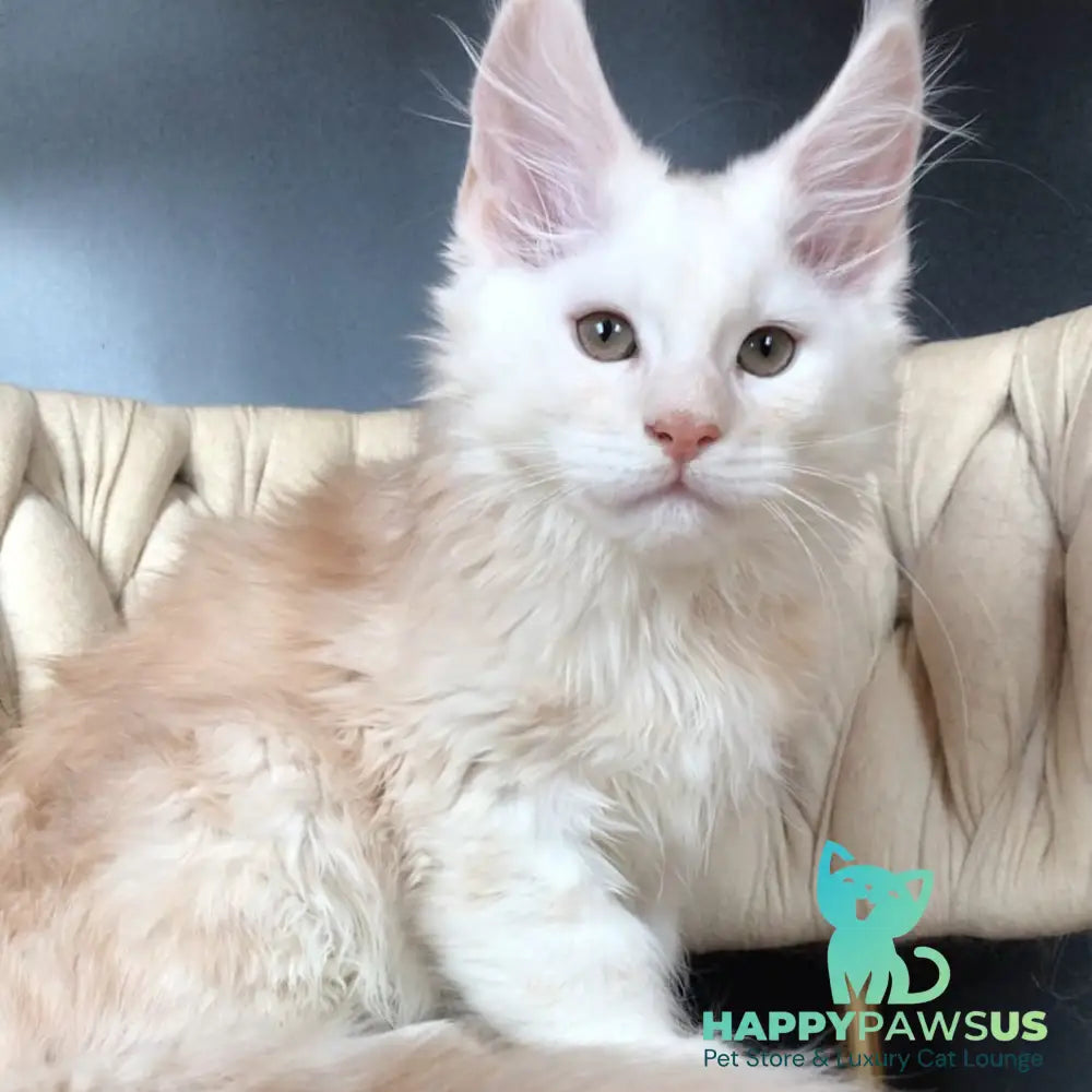 Endi Maine Coon male red silver - live animals