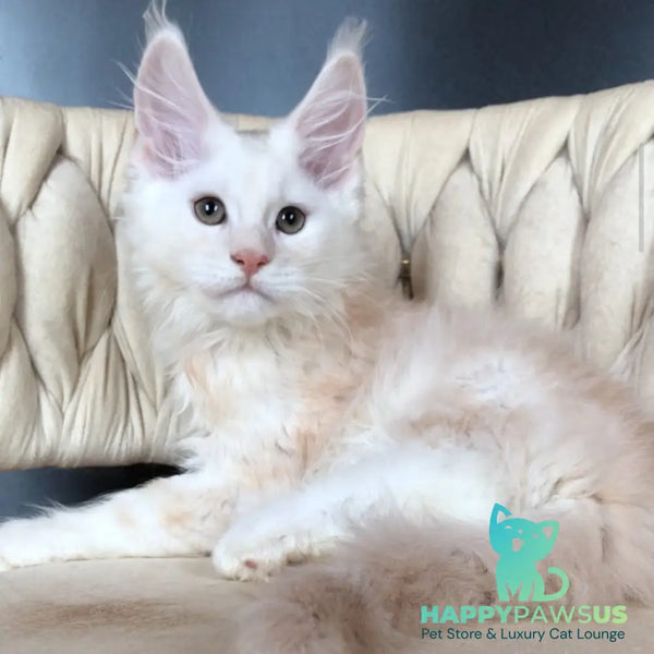 Endi Maine Coon male red silver - live animals