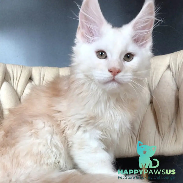 Endi Maine Coon male red silver - live animals