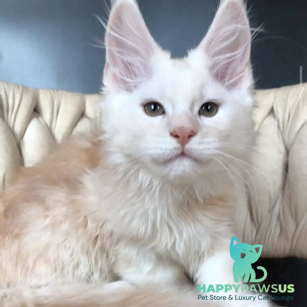 Endi Maine Coon male red silver - live animals