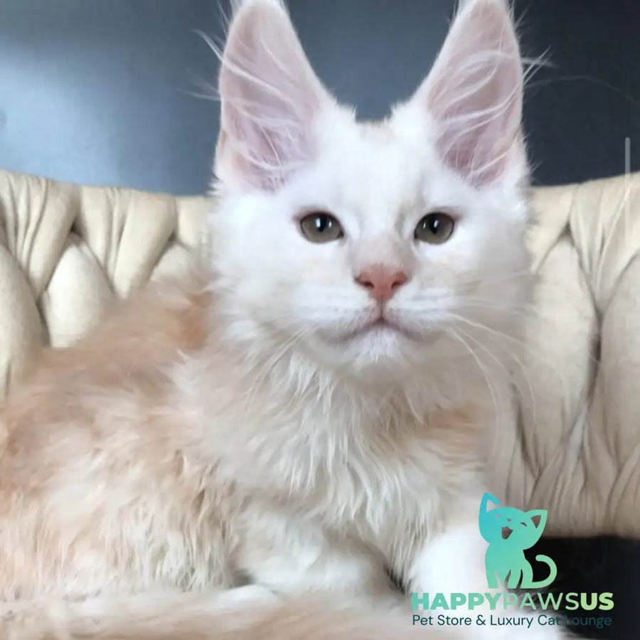 Endi Maine Coon male red silver - live animals